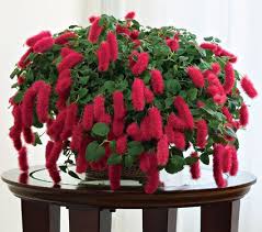 Image result for Acalypha manniana