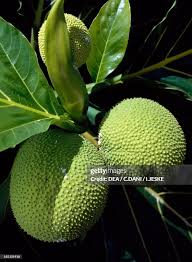 Image result for Moraceae