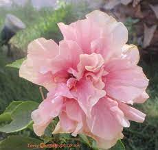 Plants In Egypt Plants In May Part 2 Hibiscus Flowers Hibiscus Hibiscus Rosa Sinensis