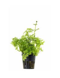 Image result for Ceratopteris thalictroides