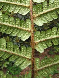 Image result for Dryopteris