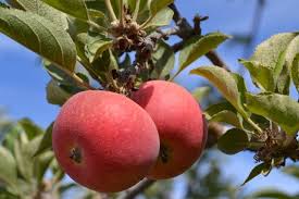 According to the kansas fruit growers association, in 1880, the kansas state board of agriculture reported 2,386,812 apple, 5,091,549 peach and 935,897 cherry, pear and plum trees. Heirloom Fruit Trees For Home Farm Trees Of Antiquity Rooted Organic Fruit Fruit Tree Nursery Apple Garden