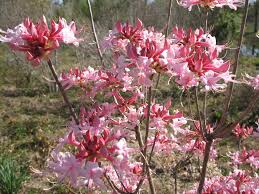 Rhododendron Canescens Rhododendron Native Plants Azaleas