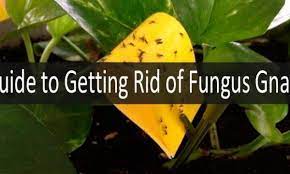 Let us examine these species in details. 5 Best Ways To Get Rid Of Fungus Gnats In Your House For Sure Guide