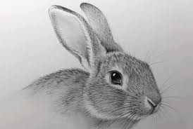 How To Draw A Rabbit For Beginners Rabbit Realistic Animal Drawings Animal Drawings Rabbit Drawing