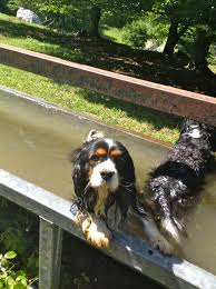 Piscine Pour Chien Improvisee Dans Un Abreuvoir Piscine Chien Chien Faune