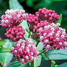Soulmate Swamp Milkweed Breck S Milkweed Flower Pot Design Swamp Milkweed