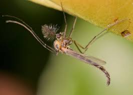 Die männchen sterben bereits nach etwa 10 tagen. Zuckmucken Wikipedia