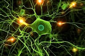 But, if you guessed that they weigh the same, you're wrong. The Human Brain Quiz Science Quizzes Abc Science