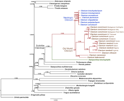 Image result for Ctenium concinnum