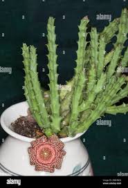 Image result for Orbea rogersii