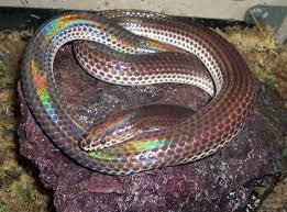 Truelybased Mdmalien Noworseforwear The Sunbeam Snake Is Rainbow Snake Snake Beautiful Snakes