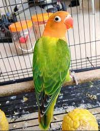 Maybe you would like to learn more about one of these? Harga Lovebird Spangle Green Love Bird Indah