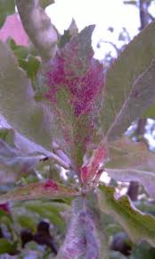 The disease usually meets apple tree planted in areas of high humidity. Forum Apple Tree Disease