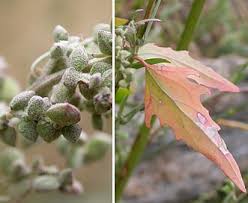 Image result for Atriplex patula