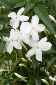 Image result for Jasminum pauciflorum