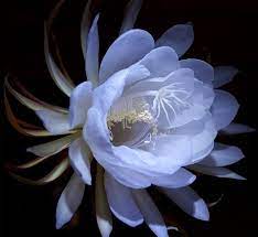 Pin By Tamara Gligorova On Flowers Night Blooming Flowers Flowers Night Flowers