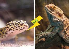 We did not find results for: Gecko Vs Lizard Difference Between Gecko And Lizard What Do Lizards Eat