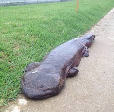 Digital marketing by the bigger boat. 5 Foot Japanese Giant Salamander Goes For A Stroll Album On Imgur