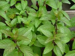 Mint Plant Varieties Reviewthora S Blog