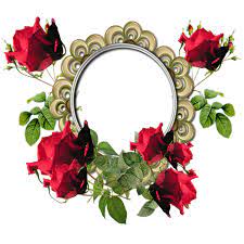 Foxarc Gallery Page 62 Rose Flower Photos Flower Photos Rose Frame
