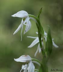 Image result for Habenaria galactantha