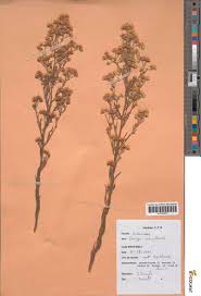 Image result for Eschenbachia stricta