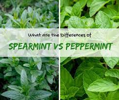Can we substitute one for the other. Spearmint Vs Peppermint What S The Difference Peppermint Plants Types Of Mint Plants Pepermint Plant