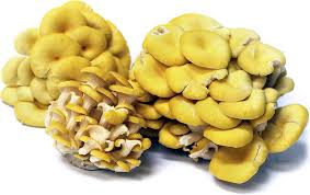 Cat owners should keep these out of cat's reach in every form, including raisin bagels or grape juice. Yellow Oyster Mushrooms Information Recipes And Facts Stuffed Mushrooms Yellow Oyster Mushroom Recipe Oyster Mushroom Recipe