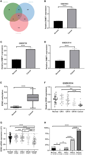 Frontiers | Methylation-mediated silencing of EDN3 promotes cervical cancer  proliferation, migration and invasion