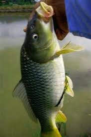 Tips Mancing Ikan Mas Babon Di Kolam Dan Empang Fish Pet Animals Pets
