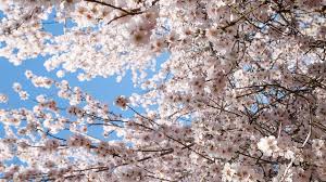A cherry blossom is a flower of many trees of genus prunus. Cloud Forest An Ode To The Cherry Blossom The Horticult