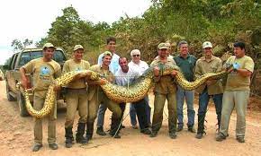 Ada pun sanca kembang terbesar yang pernah ditemukan yaitu di kalimantan. 10 Ular Terbesar Di Dunia Yang Pernah Ditemukan Harian10