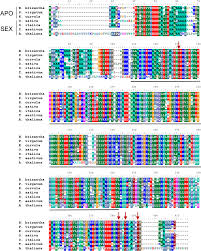 Image result for Eragrostis brizantha