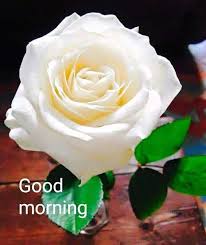 Pin By Jerri Flack Mcnair On Good Morning Rose Pansies Flowers Morning Flowers