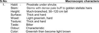 Image result for Lepidagathis scariosa