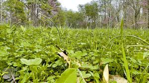 View our website for food plot information, buy food plot seed, big and beasty seed, food plot screens, and everything in between. Timing Of Planting Is Crucial To Fall Food Plots Carolina Sportsman