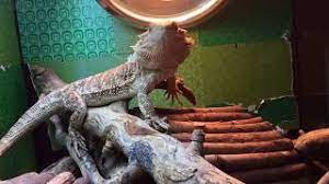 Can bearded dragons eat meat? A Bearded Dragon And Her Cactus Pear Youtube