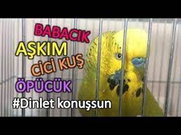 konusan muhabbet kusu fistik babacik askim cici kus opucuk dinletkonussun youtube parrot
