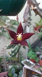 Image result for Piaranthus atrosanguineus