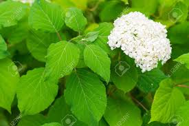 We did not find results for: Hydrangea Bush With One Bunch Of White Flowers And Big Green Leaves For A Natural Background Stock Photo Picture And Royalty Free Image Image 61878298