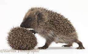young hedgehogs erinaceus europaeus by warren photographic igel ausgestopftes tier