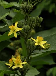 Image result for Grewia inaequilatera