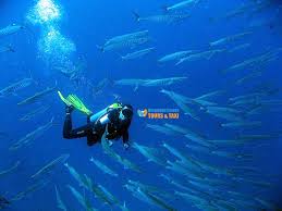 لحام خزانات الفيبر جلاس بالرياض أرخص أسعار شركة تلحيم خزان الماء بالدمام معتمدة Egypt Travel Hurghada Diving