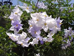 Image result for Solanum seaforthianum