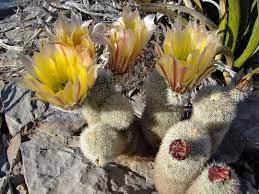 Minute pores in the plant's skin surface—called stomata—open only at night. Echinocereus Dasyacanthus Cacti Of Big Bend National Park Texas