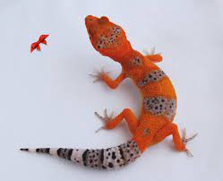 Bold And Bright Geckos Is A California Based Leopard Gecko Breeder Specializing In Premium Designer Leopard Geckos We Breed Ext Leopard Gecko Cute Gecko Gecko