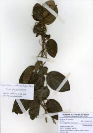 Image result for Triclisia