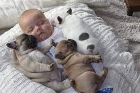 11 incredibly important photos of a baby covered in french bulldog puppies bulldog puppies french bulldog puppies puppy dog photos