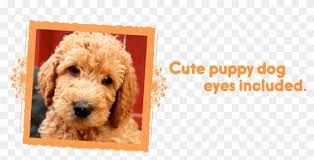 Playful energetic loyal and the sweetest puppy he is great with children of all ages has had first round of vaccines only serious inquires. Cute Puppy Dog Eyes Included Labradoodle Puppies Labradoodle Hd Png Download 960x453 1115671 Pngfind